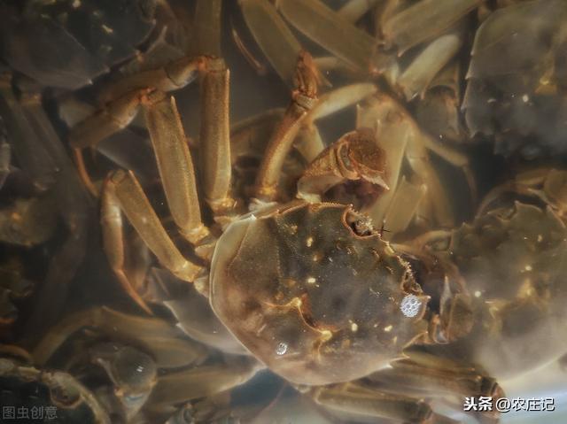 养殖河蟹的条件有哪些？发生颤抖病该怎么办？如何防治？