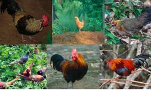 山鸡养殖技术视频教程(海南野山鸡的养殖)