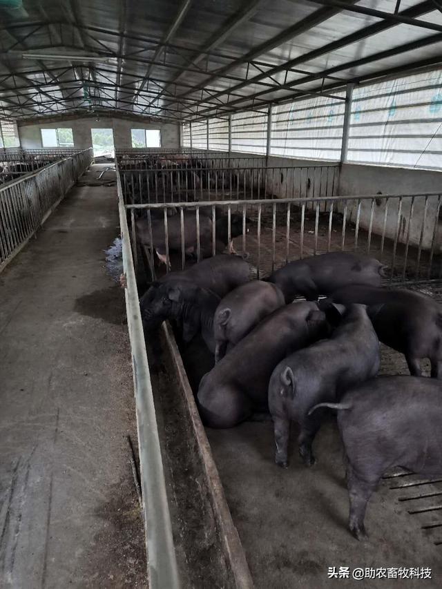广西合浦县这个黑猪养殖场运用益生菌发酵中草药防控疫病效果好