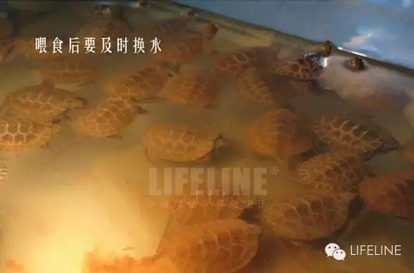 日本石龟龟苗饲养指南