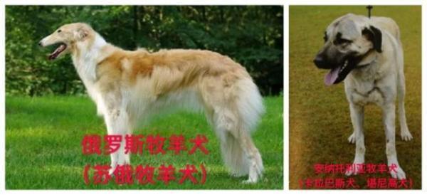 关于天津市建成区内禁养烈性犬种类的通告