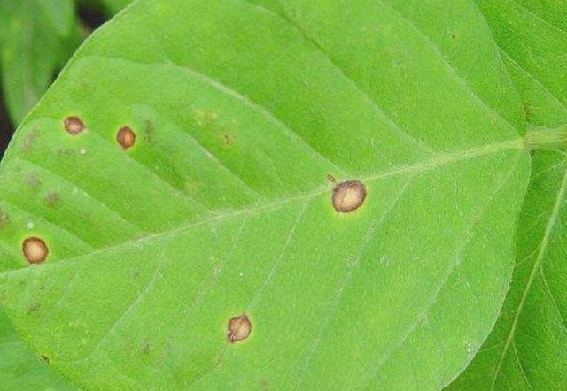种植大豆，中后期别忘了这4种病虫害的防治，助你增产上百斤