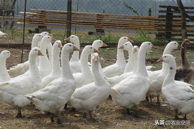 肉用性能好的大中型鹅种都适用于肥肝生产，鹅肥肝的生产技成要点
