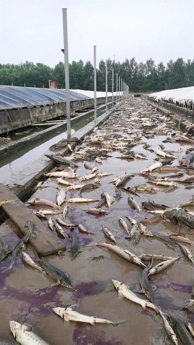 洪水侵袭涿州一水产养殖场，老板：近80万斤鱼死亡，急需无害化处理