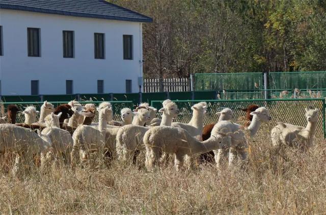 打造国内最大羊驼养殖基地 天津市武清区“赶着羊驼去致富”