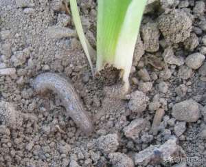 玉米虫的养殖(玉米害虫这样防治，简单又轻松，一季不生病)