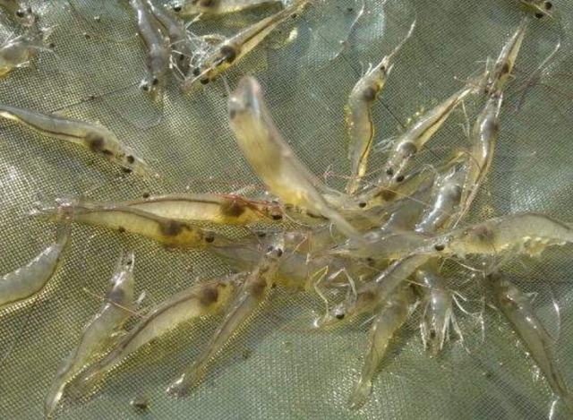 养河虾水温要控制好，给河虾一个舒适的环境，长大后河虾更加肥美