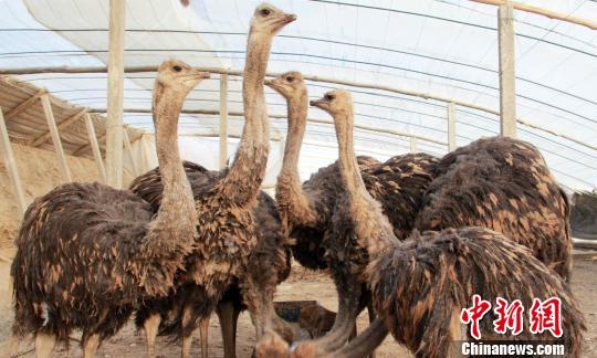 新疆和硕县鸵鸟养殖撑起致富梦想