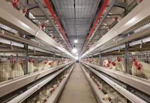 养殖白羽鸡设备(“圣泽901”等3个白羽肉鸡品种通过国家审定——我国自主培育白羽肉鸡走向市场)