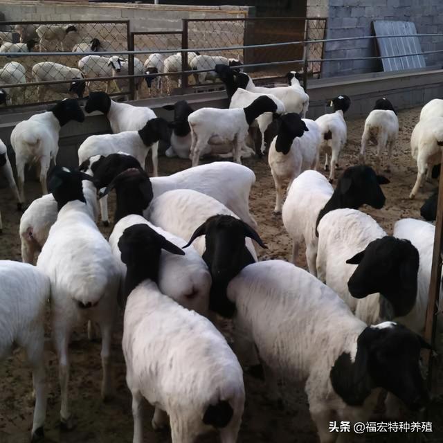 杜泊羊的8个养殖优势，改良小尾寒羊和湖羊会取得更好的生长优势