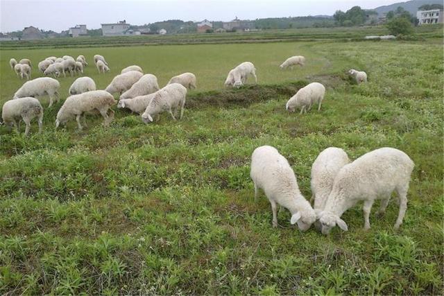 女精英返乡创业养殖湖羊，只因用了4个妙招，年收入高达八百万元