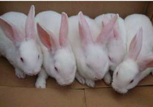 獭兔养殖网(獭兔的养殖)