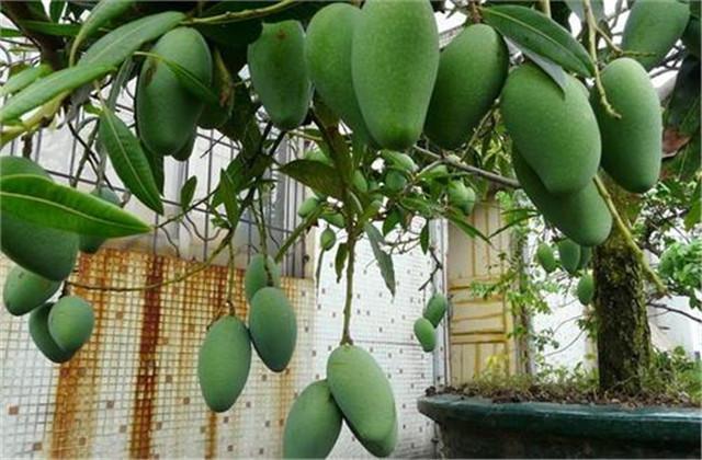 芒果盆栽技术，想要种植的就点进来看下吧，值得借鉴哦