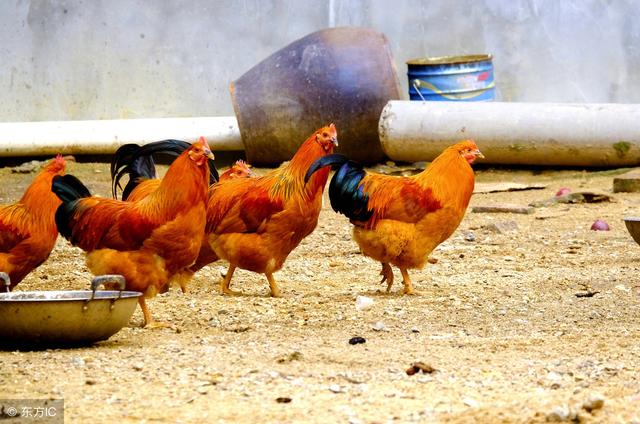 土鸡养殖技术；提高散养土鸡20%成活率的方法！
