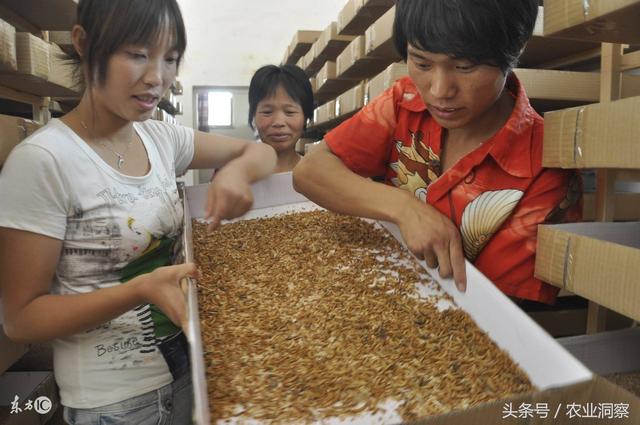 农村养殖黄粉虫能赚大钱，年纯收入达20万元！旧脸盆木箱就可养！