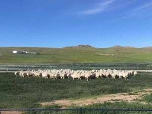 蒙古马养殖基地(内蒙古自治区新增5家国家级畜禽核心育种场)