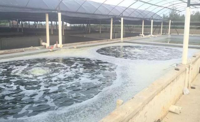 水产养殖：黄鳝鱼养殖技术怎样养如何建池塘