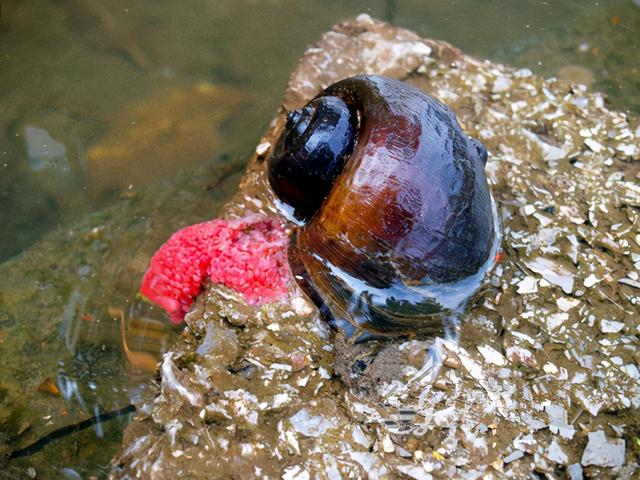 最好养殖的经济作物-福寿螺，只需要人力捡螺，你会心动吗？