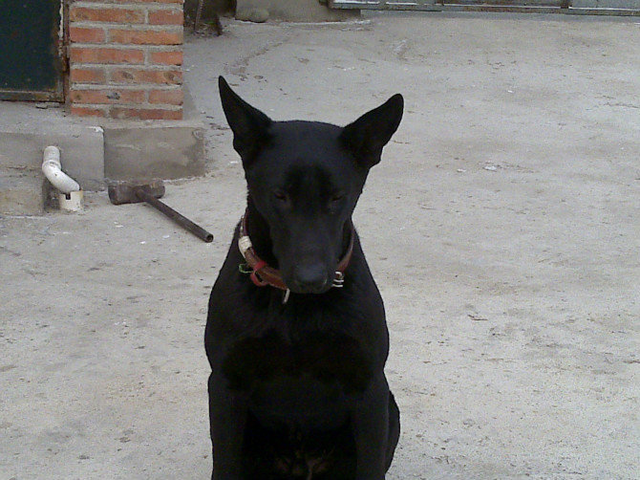 墨界黑狼犬，只需进行一定的训练，就可以成为一只优秀的工作犬
