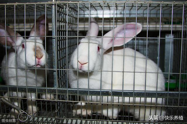 肉兔45日龄出栏技术，越来越多的养兔场这样做