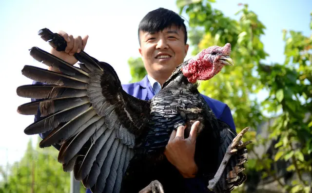 河南火鸡养殖(河南小伙养的这种鸡能长二三十斤，能卖五六百元，看是啥)