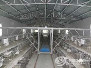 蛋鸽养殖场(平阳“小鸽子”做出大产业)