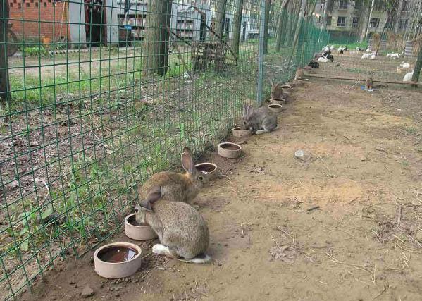 果园散养野兔兴起，养殖要注意什么呢？不仅仅防止逃跑