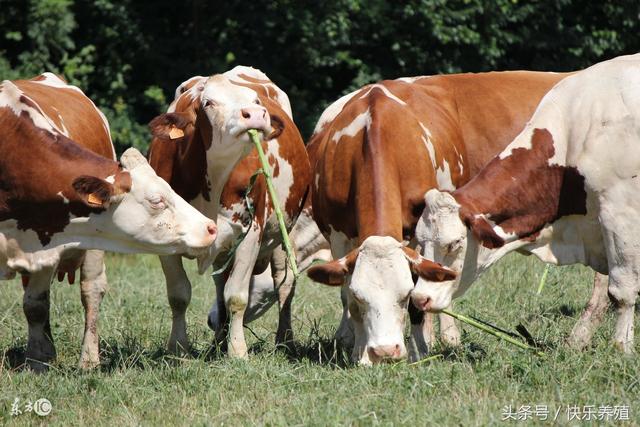 如何提高牛的瘦肉率，养牛专家详细介绍！