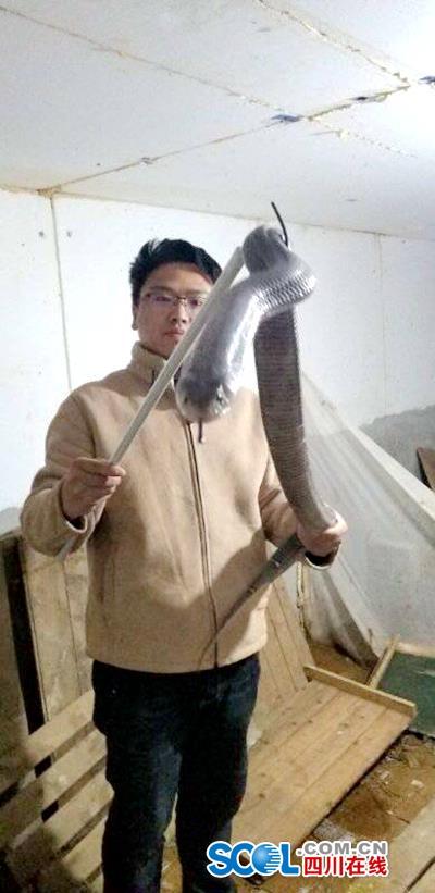 养蛇卖到广东福建，珙县这个村的致富路不一般！