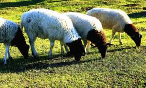 杜泊羊养殖(杜泊绵羊养殖业近年很火，经济效益如何？试验已经证明)