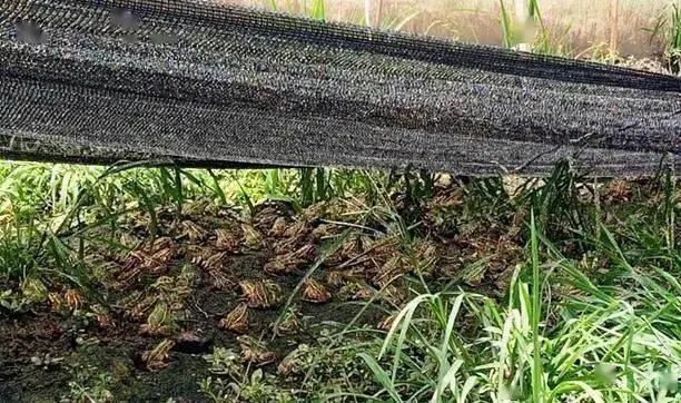 虎纹蛙人工养殖技术，及存在问题应对策略