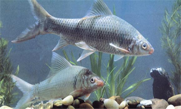 养殖鳊鱼的方法和技术