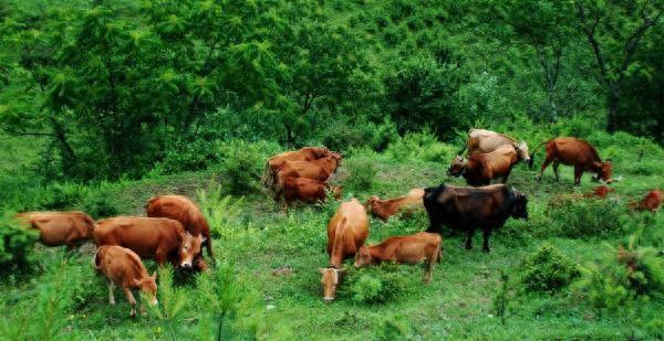 四川通江：一头牛开启的产业发展之路