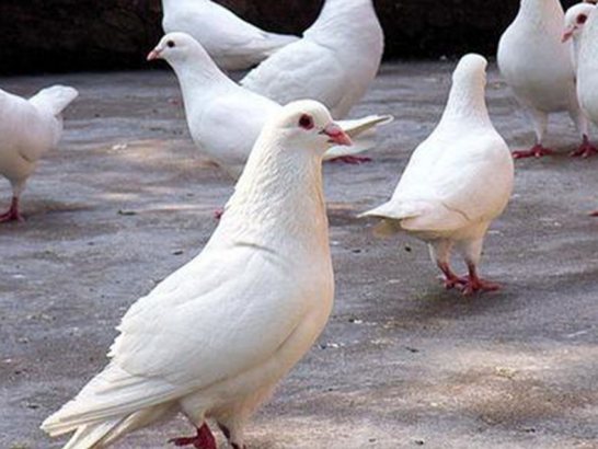 鸽哨声声，养殖鸽子市场前景广阔，养殖方向需明确