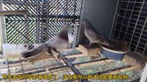 斑鸠的养殖视频(鸽子和斑鸠的后代繁殖实验：第八天，母鸽子怀孕了#养鸽人)