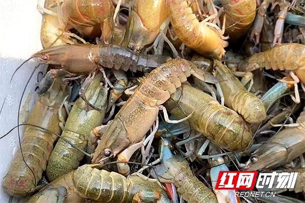 湘潭澳洲淡水龙虾成长记（图）