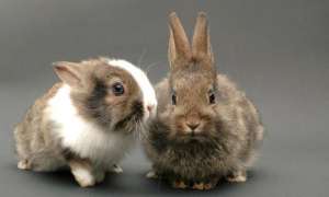 獭兔养殖饲料(浅谈养殖獭兔的饲养和管理要点，及营养与饲料搭配)
