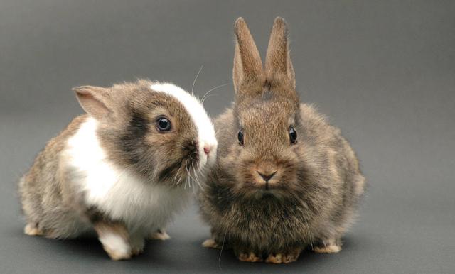 浅谈养殖獭兔的饲养和管理要点，及营养与饲料搭配