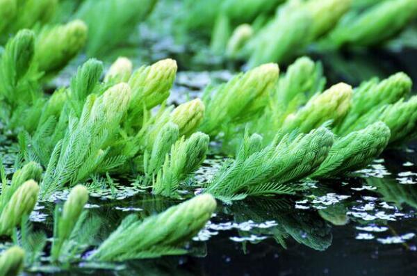 水生植物金鱼藻是有害植物吗？如何固定在鱼缸？什么时候种？