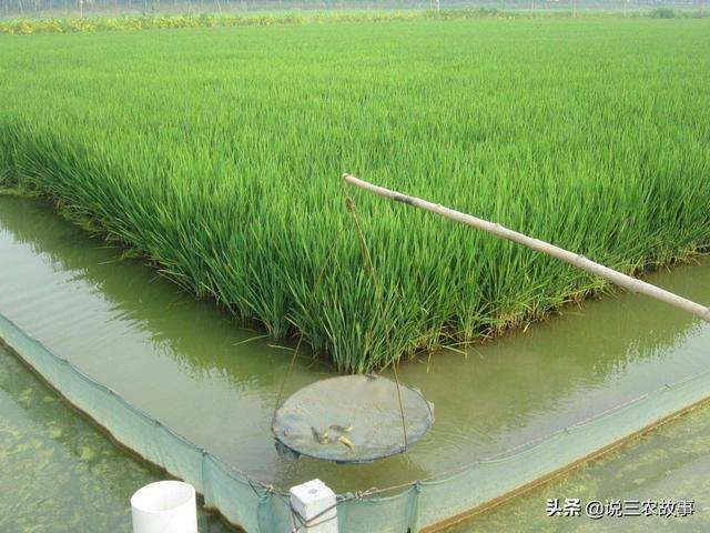 他是如何通过稻鳅套养和绿化生态水稻种植达到年收入1580万元？