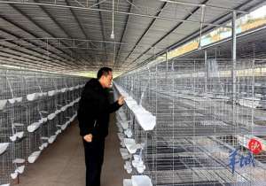 中国最大的肉鸽养殖厂(韶关曲江区白土镇苏拱村新建肉鸽养殖场投产)