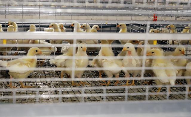 规模化蛋鸡养殖中家禽养殖成本知多少？