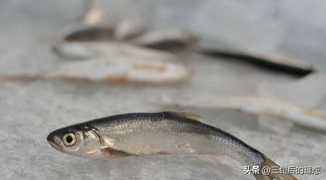 池沼公鱼是东北特有的鱼种，个头只有手指大，适合在水库养殖！