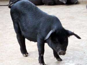 养殖黑猪利润分析(黑猪营养高，养殖黑猪效益如何呢)