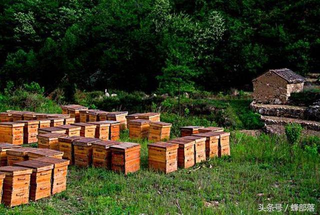 贵州适合饲养什么蜜蜂，在贵州饲养蜜蜂前景如何？