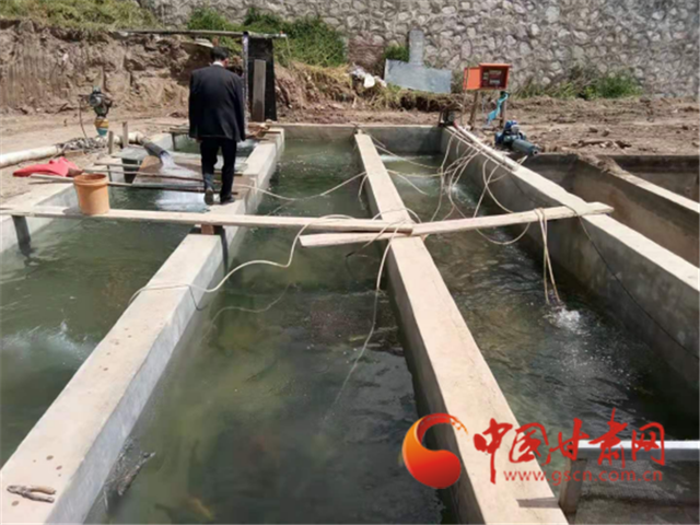 兰州榆中：马坡乡成功养殖虹鳟鱼 每斤20元销路有保障