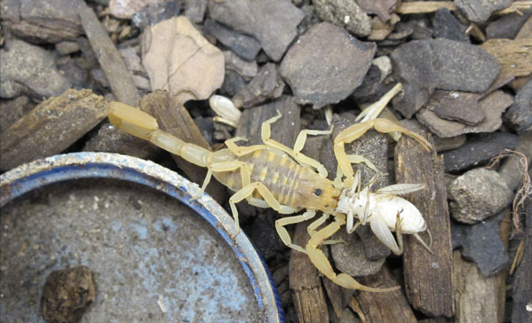 贺兰山蝎子被滥捕，上千人夜间组团“搜刮”，再不保护就会灭绝？