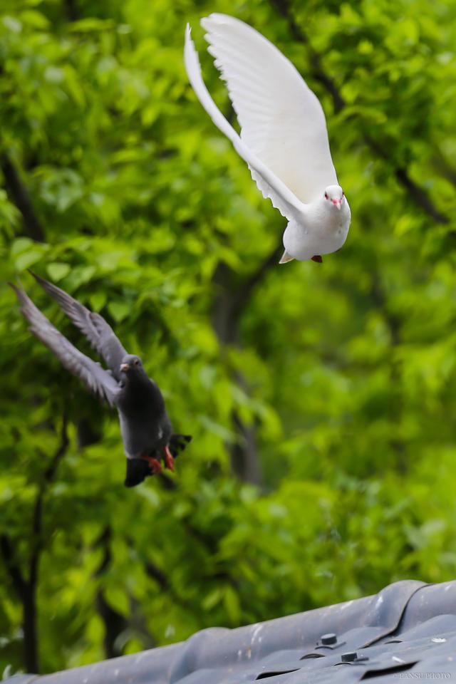摄影：阜阳生态园的和平鸽