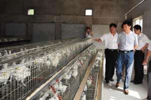 白羽乌鸡养殖技术(白羽乌骨鸡科学健康饲养的“三部曲”是什么？)