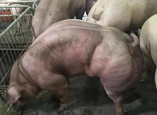 云南养猪场养殖肌肉猪，最高8万一头，国内无人吃国外却奉为极品